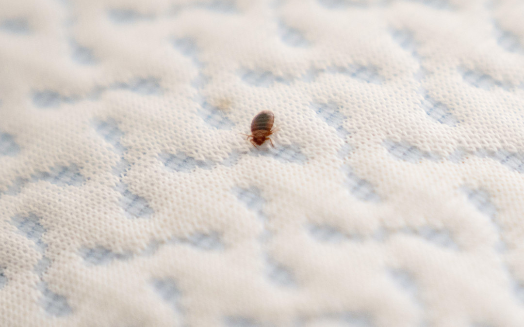 bug on a bed