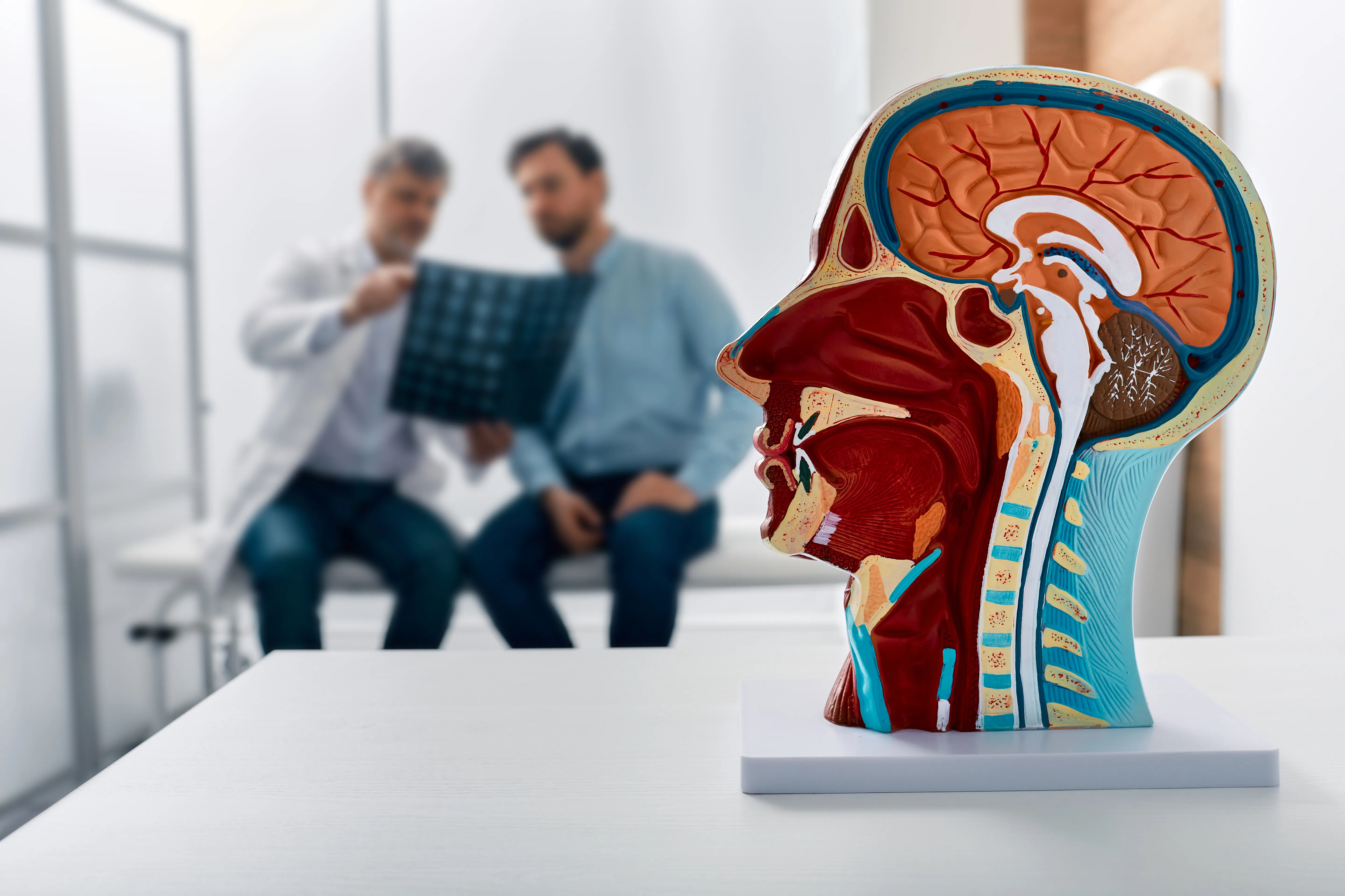 Human head anatomical model on doctor's table over background neurologist analyzing results of MRI