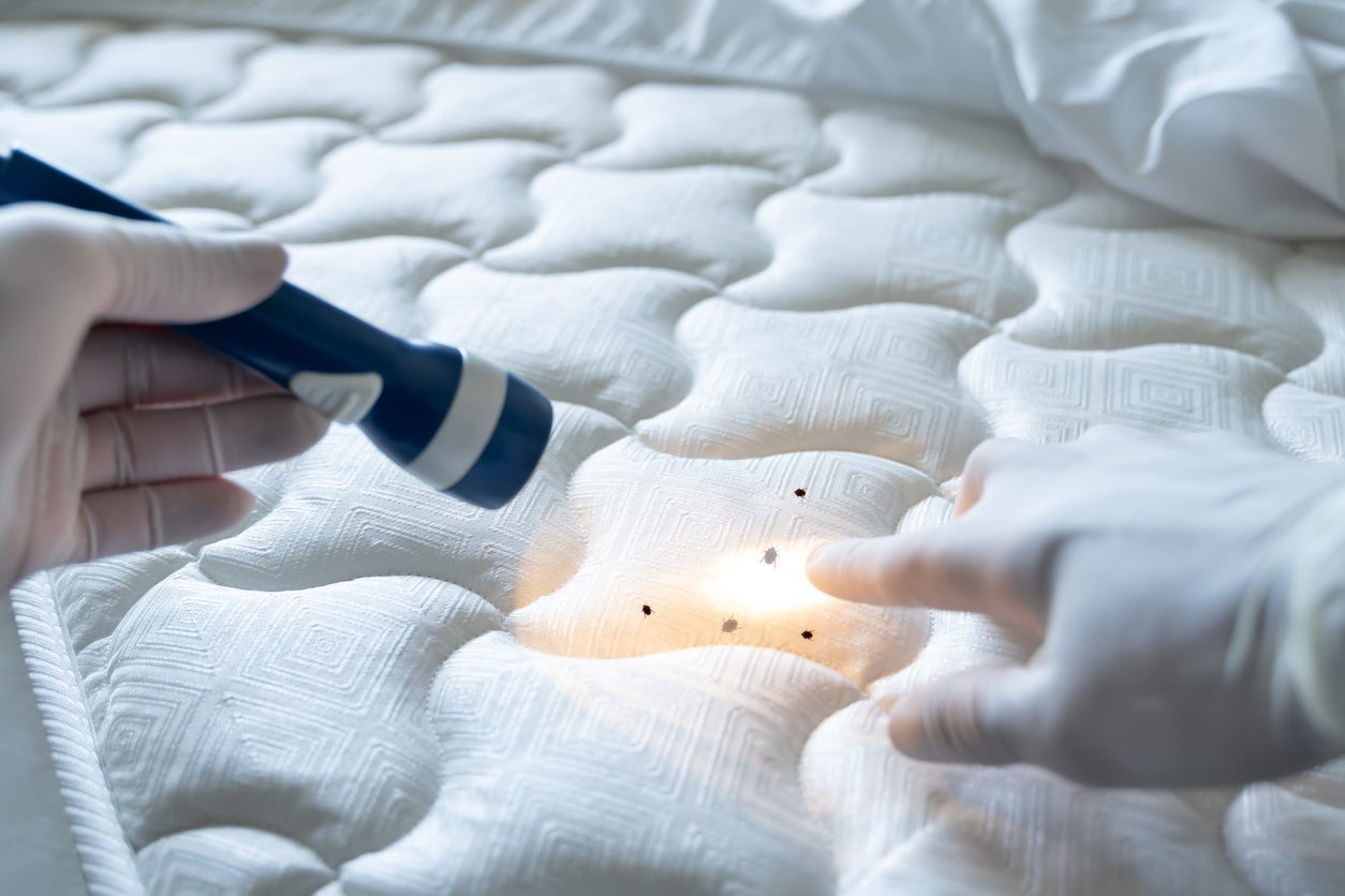 bed bugs on a matrress