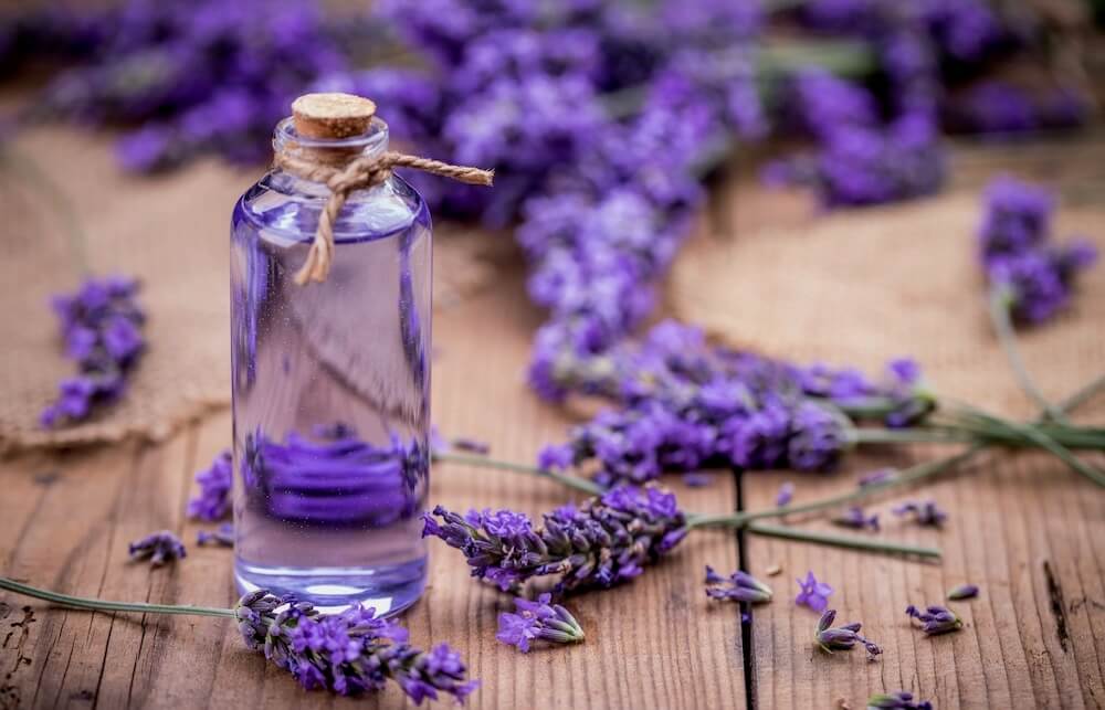 Lavender plant and oil bottle