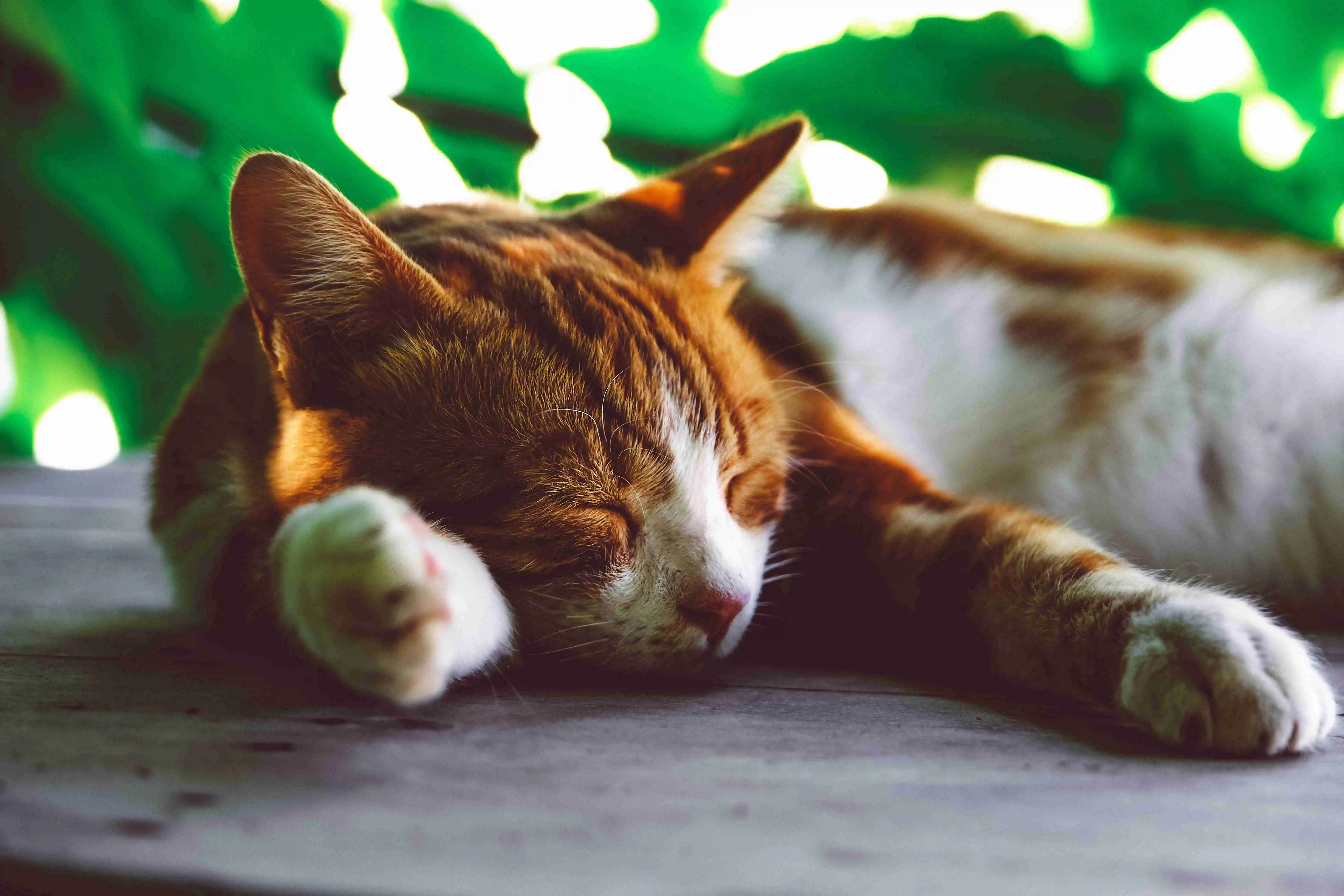 Orange striped cat sleeping outdoors