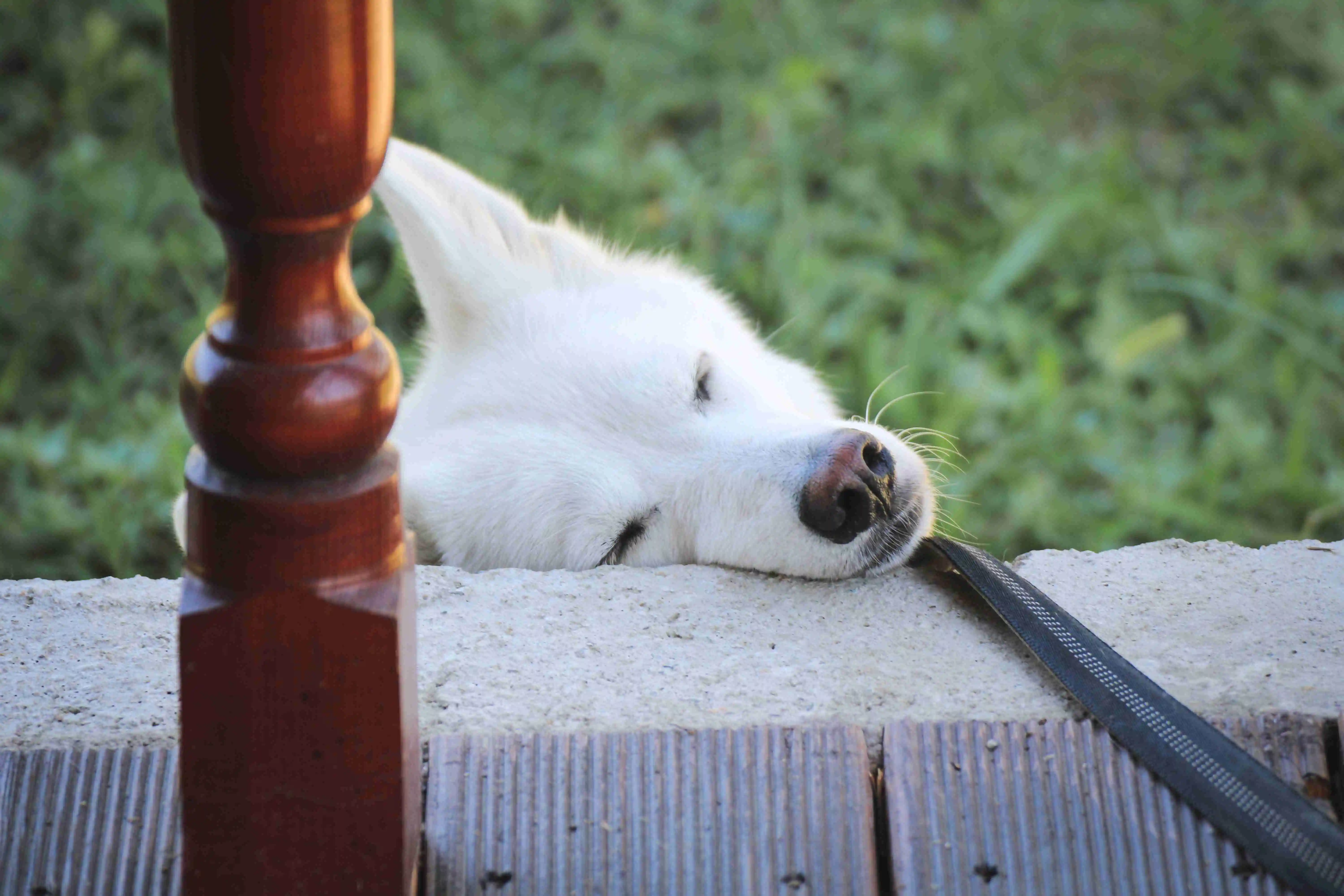 Cute sleeping white dog